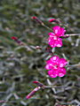 Dianthus allwoodii Alpinus IMG_6813 Goździk Allwooda